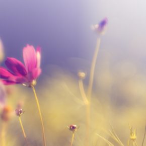 flower-kosmeya-glare-pink-bright-petals